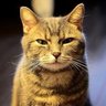 がおさん😐 profil fotoğrafı