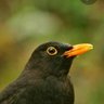 Profilbild von Mirlo Negro