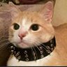 Profilbild von 不太朋克
