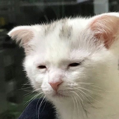 AlbertinRPre's profile picture