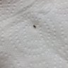 Lord Fly Returneth's profile picture