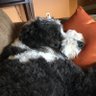Sasha’s Momma's profile picture