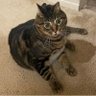 Cocaine Kitty 的头像