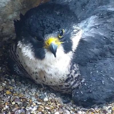 Taunton Peregrines.'s profile picture