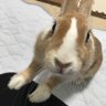琥珀🐰🌸 的头像