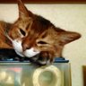 もふ's profile picture