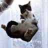 猫っぽい何か 的头像