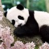 Profilbild von 裸の王様