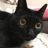 Profilbild von 黒猫の母