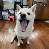 Haku profil fotoğrafı