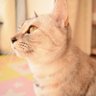 みぃねこ 的头像