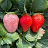 🍓苺🍓 的头像
