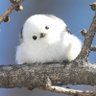 Twit Hanım's profile picture