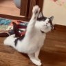 アルは足が不自由な猫's profile picture