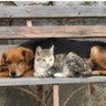 Peludos amigos 🐈🐕🙂👍🐦🦜🏡🏜️🌄's profile picture