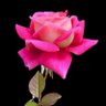 Noman HAFEEZ 的头像