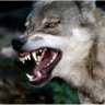 シロガネ profil fotoğrafı