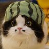 Profilbild von Shimmerfel เญงโคโ๐๐