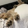 Profilbild von more dogs in government