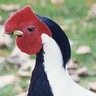 Bukster Bird 的头像