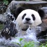 Aqua Panda 🌈 profil fotoğrafı