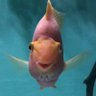 魚眼 的头像
