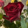 🇪🇬💕Nona💕🇪🇬 的头像