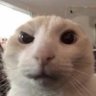 Profilbild von spooky
