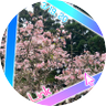 ドラゴンの星's profile picture