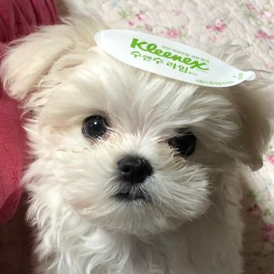 김성탄's profile picture