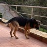 Pio Seijas Fernandez profil fotoğrafı