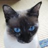 Profilbild von ちょあら