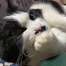 Profilbild von ままざき🐕🐈‍⬛🐈🐩