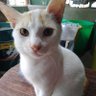 cutiemingoy's profile picture