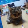 sinmiwa51's profile picture