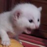 Profilbild von Soy el mundo cruel