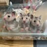ちょここ's profile picture