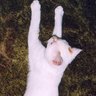 Фото профиля Cats Rule