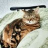 Tory М profil fotoğrafı