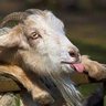 русские сдавайтесь или вам 3.14зда profil fotoğrafı