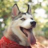 Ivan's profile picture