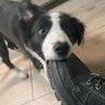 Profilbild von KevinZh