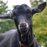 Kambing Hitam's profile picture