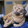 猫屋敷 鉄分 カブ主 profil fotoğrafı