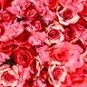 Profilbild von MaddieRose