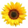 🌻 CallMeFlower 🌻's profile picture