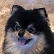 犬's profile picture