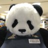 うさぱんしゃん's profile picture