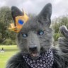 Profilbild von NeroWolf