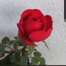 白雪の塔🌹gravity最高 的头像